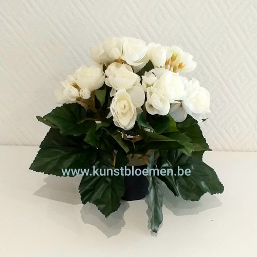 Begonia wit